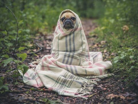fawn pug covered by Burberry textile between plants