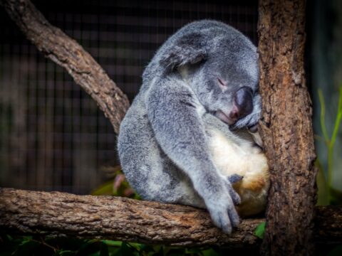 koala sleeping in the tree