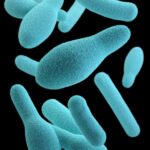 Bacillus subtilis und coangulans - die Superheroes unter den Mikroben